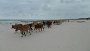 Passaggio mandria di mucche sulla spiaggia